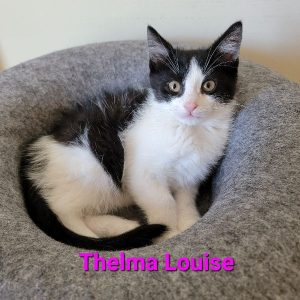 Thelma Louise...her only crime..breaking your heart with cuteness.