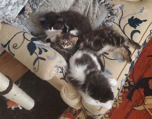3 Kittens Looking for a Forever Home