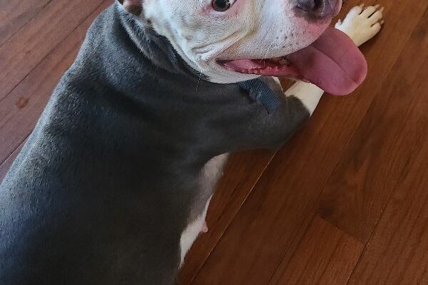 This Love Bug