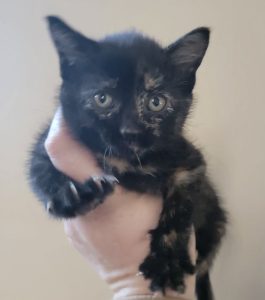 Chihiro a Tortie Full of Personality
