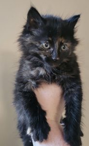 Sweet Tortie Goldfinger