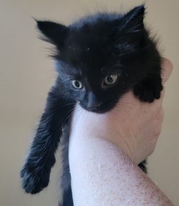 Loving and Affectionate Binx