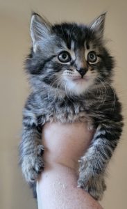 Gandalf the Grey Tabby