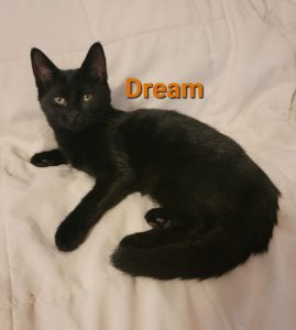 Dream is such a dream kitten, that she will melt your heart.