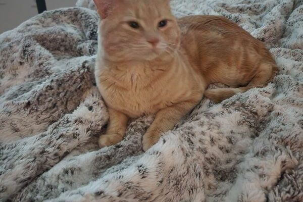 Home for Simba