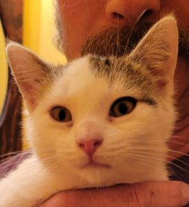 Kitten- Sweetie
