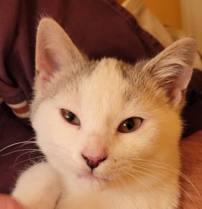 Kitten- Precious