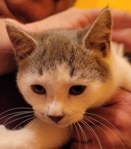 Kitten- Skunk