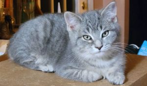 Kitten- Grey Ball