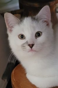 Kitten- "Dirty" Nose