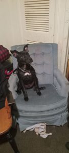 Sweetheart Scrappy Looking For Home