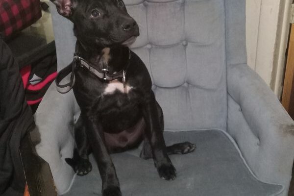 Sweetheart Scrappy Looking For Home