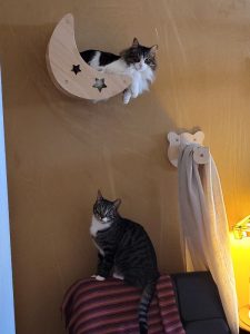 2-Year-Old, Bonded Brothers Need Home