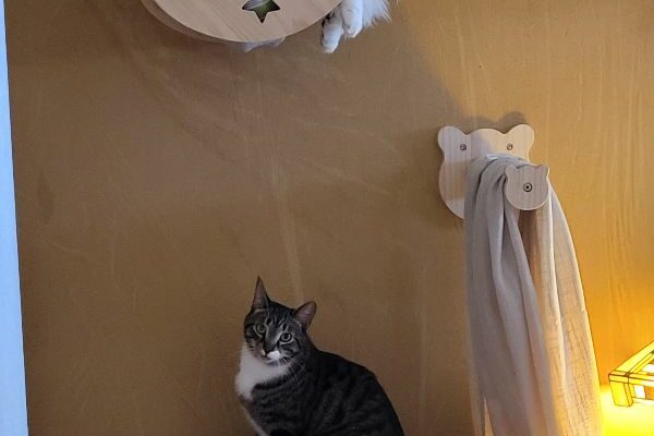 2-Year-Old, Bonded Brothers Need Home