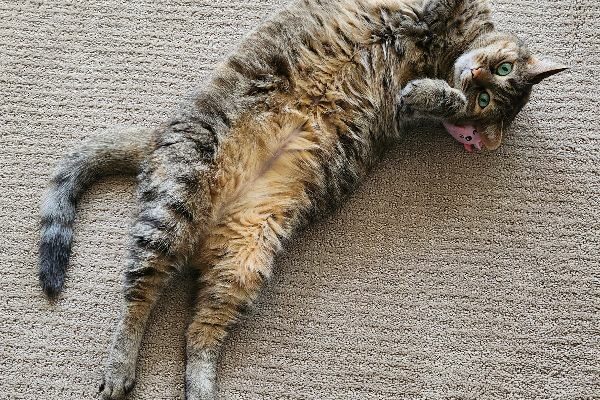 Sweetheart Cat Needs New Home