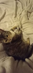 Sweet Cat Needs a New Home
