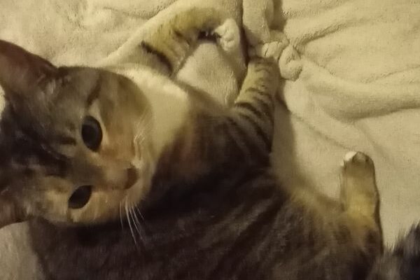 Sweet Cat Needs a New Home