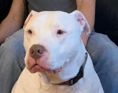 Sweet, adventurous boy. Would be a great road dog or snuggle buddy.