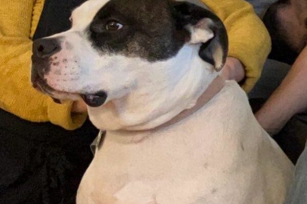 Goofy boy that needs attention. Tough as they come, playful, but really a baby.