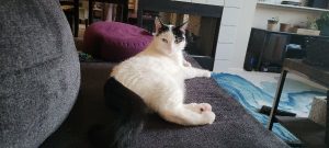 Loving Polydactyl with Lots of Kitten Energy