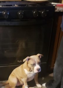 Only Pet Home Needed