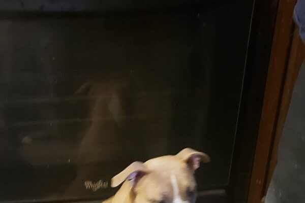 Only Pet Home Needed