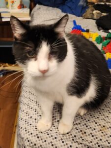 Content Male Cat Needs Home