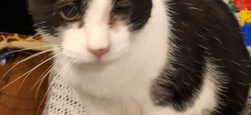 Content Male Cat Needs Home