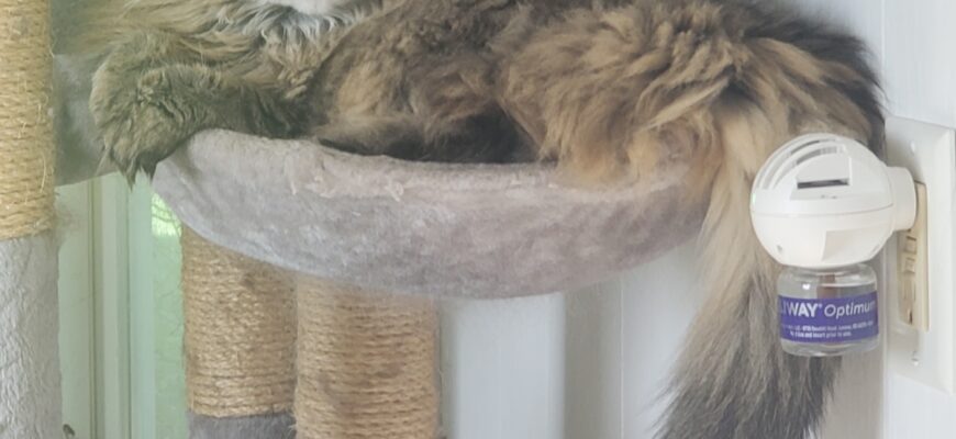 Daisy Mae Needs A Home