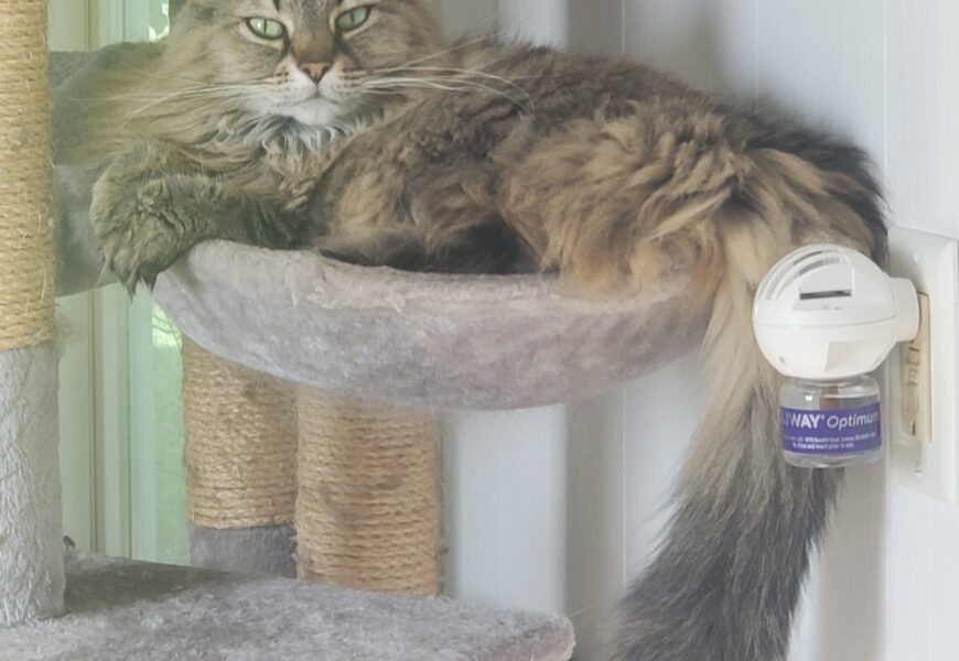 Daisy Mae Needs A Home