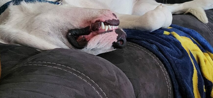 Great Furbaby