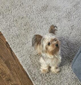 Ruby the Yorkie