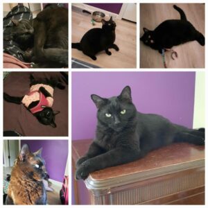 Gilligan ("Lil Buddy") seeks *only cat* home