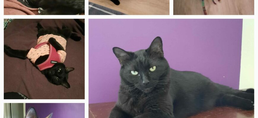 Gilligan (“Lil Buddy”) seeks *only cat* home