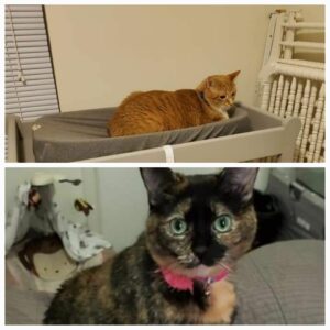 2 beautiful cats!