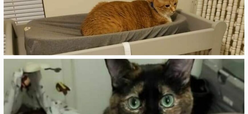 2 beautiful cats!