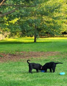 Arlo and Annie