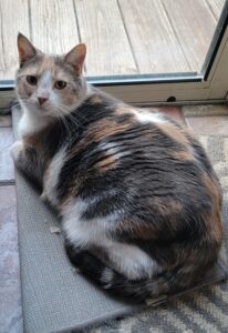 Pretty, sweet Maisie is looking to move away from older roommate.