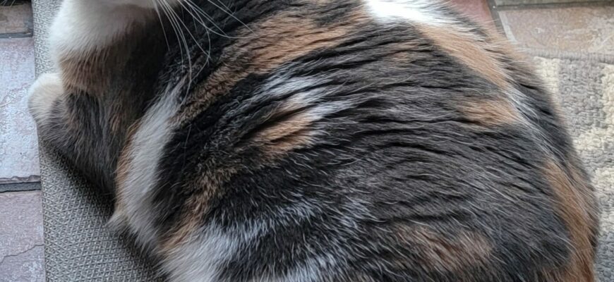 Pretty, sweet Maisie is looking to move away from older roommate.