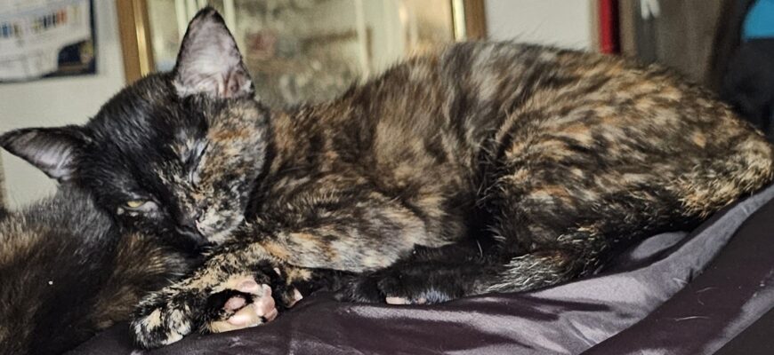 Sweet lil Cocoa is looking for a loving forever home!