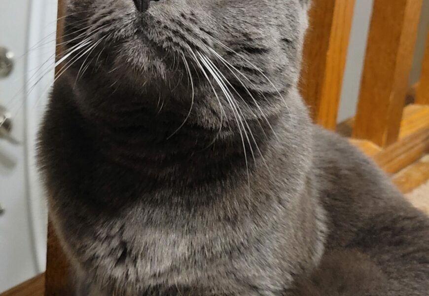 Gorgeous Daisy