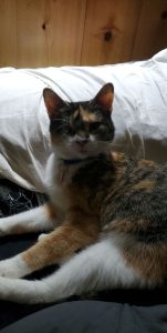 Sweet Female Cat Looking For a New Home