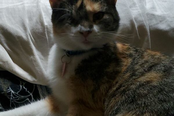 Sweet Female Cat Looking For a New Home