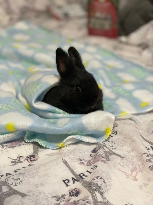 Dwarf Bunny