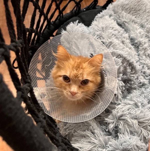 Loving Girl Looking for a Quiet Home