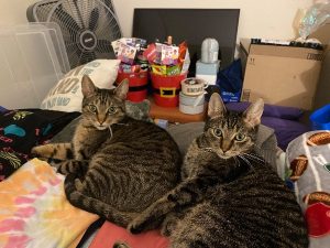 These brothers need a loving and safe home.