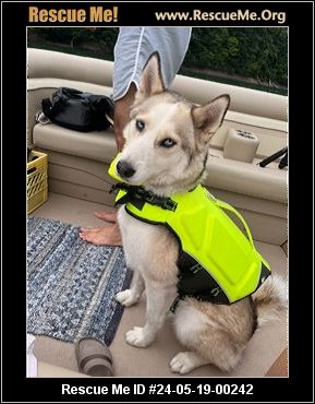 Vocal Husky that will steal your heart
