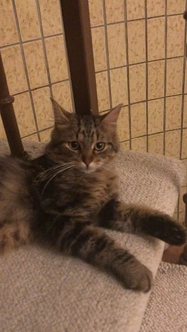 Quiet and Friendly Cat