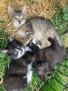 Kittens Need Loving Homes