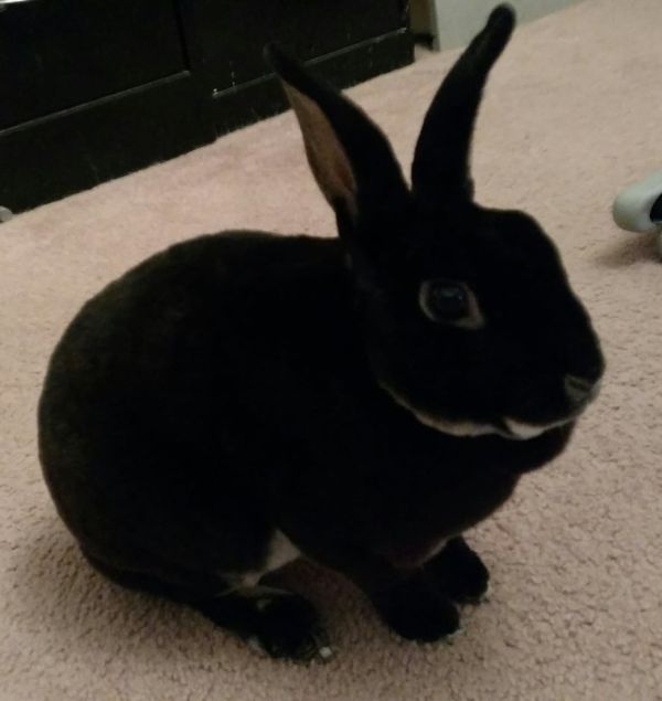 Bunny Looking for Love
